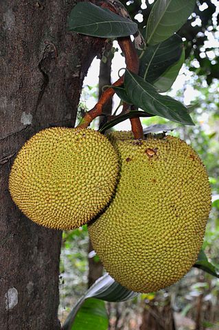 Artocarpus_heterophyllus_(Jacquier) golden honey jackfruit