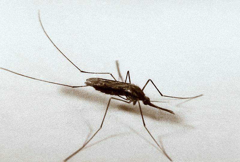 Common Malaria Mosquito (Anopheles quadrimaculatus)
