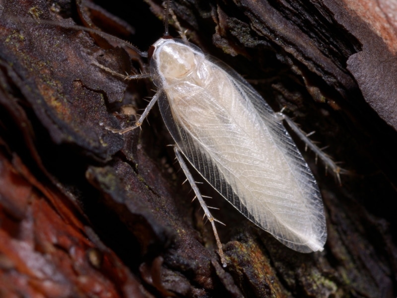 Albino cockroach on a rough surface