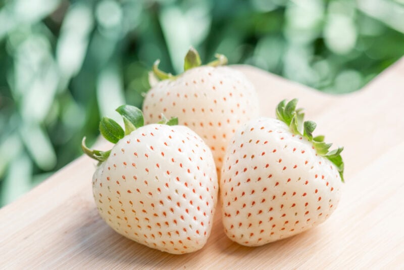 Alpine White Soul strawberry