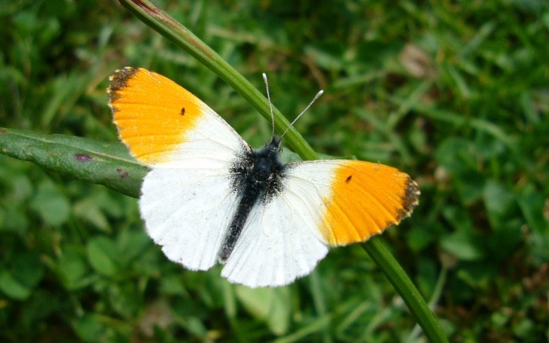 Anthocharis midea or Falcate Orangetip butterfly