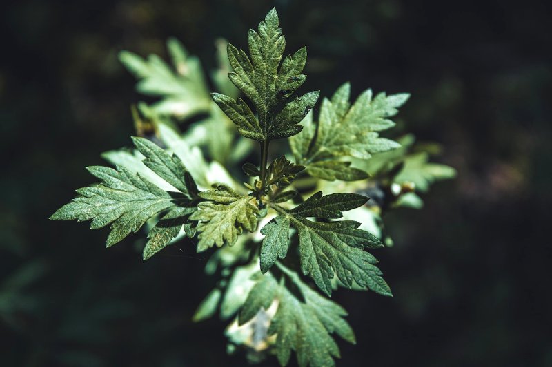 what-is-the-state-flower-of-nevada-how-was-it-decided-house-grail