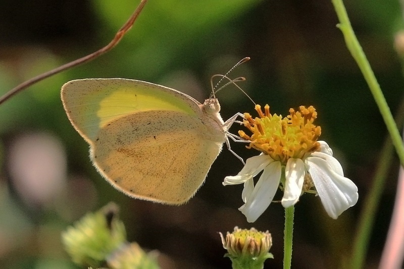 Barred yellow (Eurema daira palmira)
