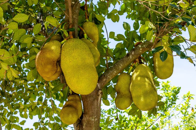 Black Gold Jackfruit (Artocarpus heterophyllus)