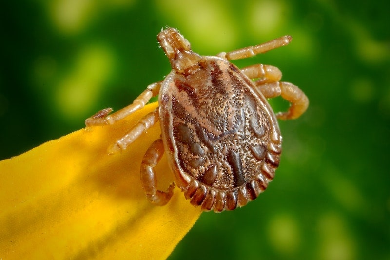 Brown Tick on yellow leaf