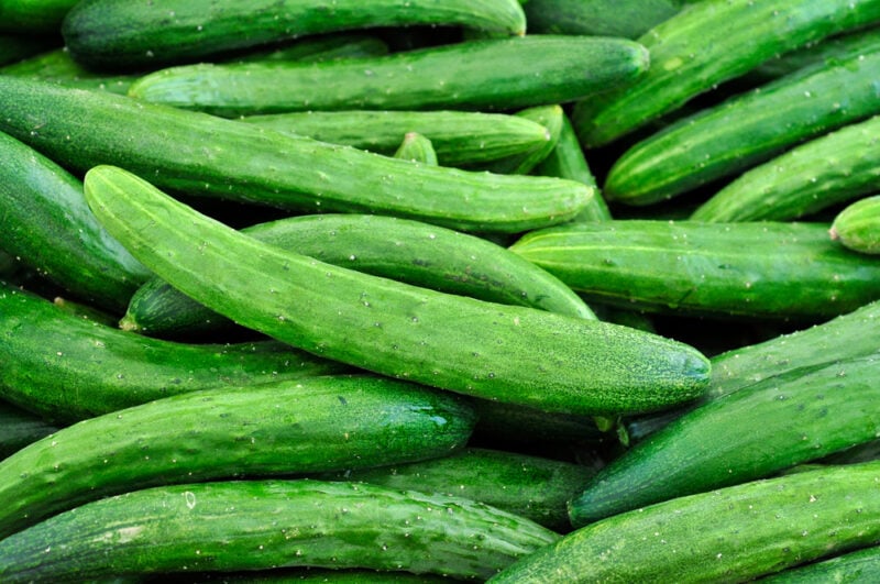 Burpless Cucumber