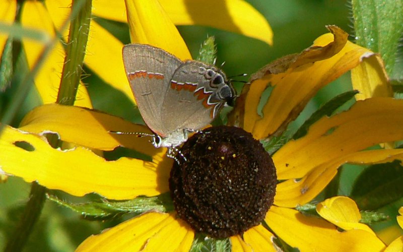 Calycopis cecrops or Red-Banded Hairstreak butterfly
