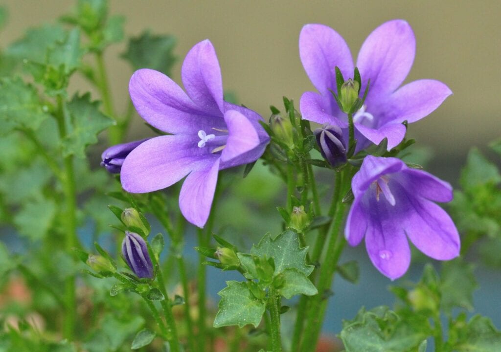 Campanulas
