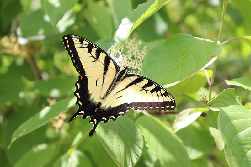 Canadian Tiger Swallowtail