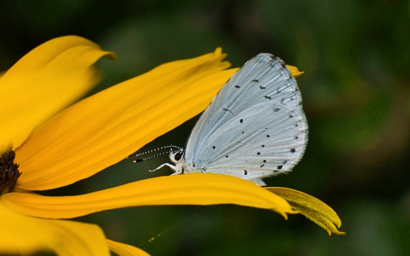Celastrina neglecta or Summer Azure butterfly