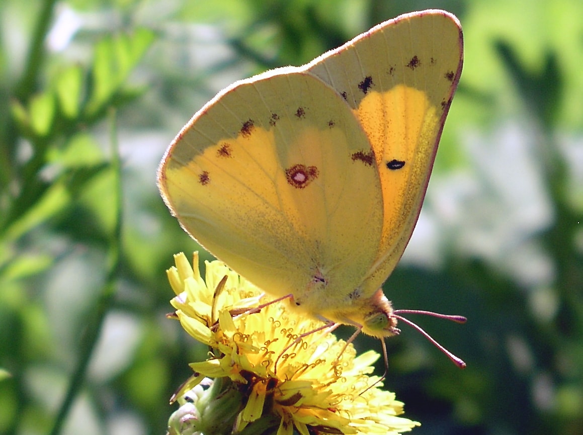 Clouded Sulfur Butterfly