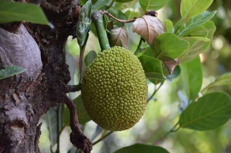 Cochin Jackfruit
