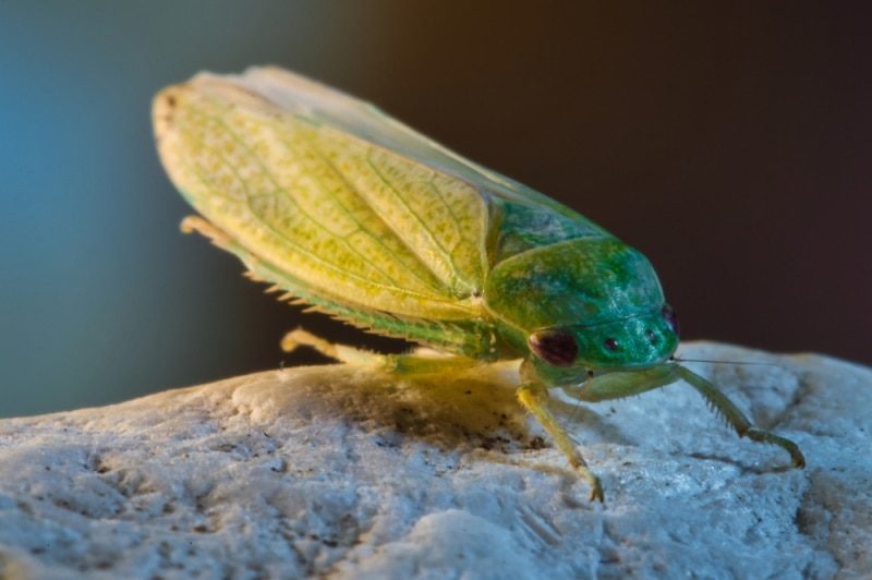 Cuban cockroach on a rock