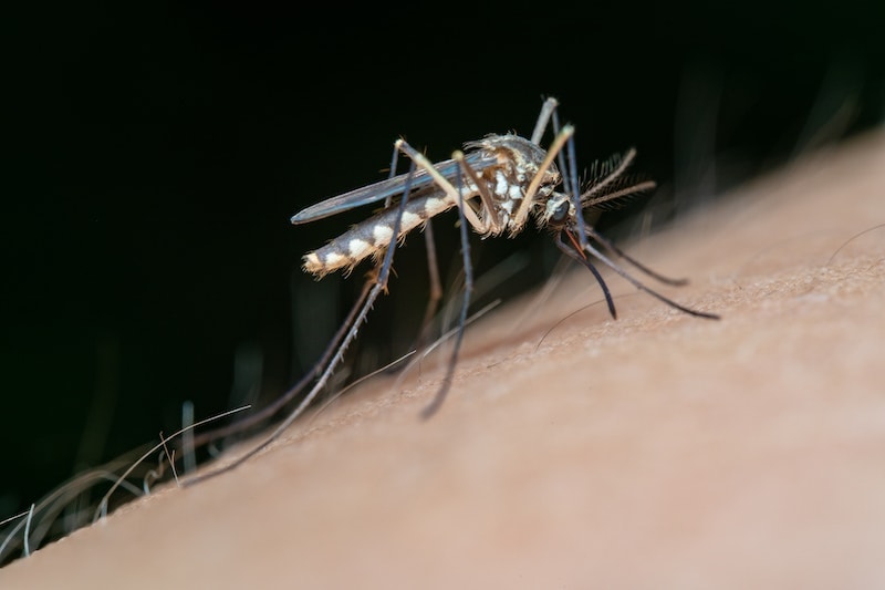 Culex Nigripalpus