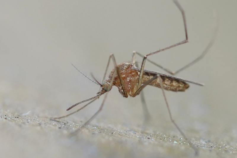 Culex Territorialis Mosquito (Culex pipiens)