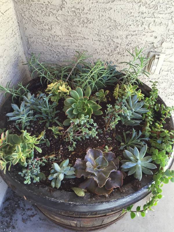 DIY succulent garden