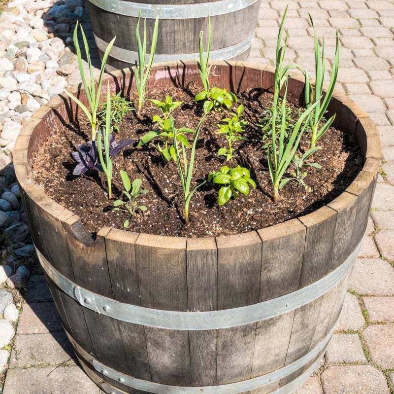 Diy Whiskey Barrel Planter Ideas To Build With Pictures House Grail