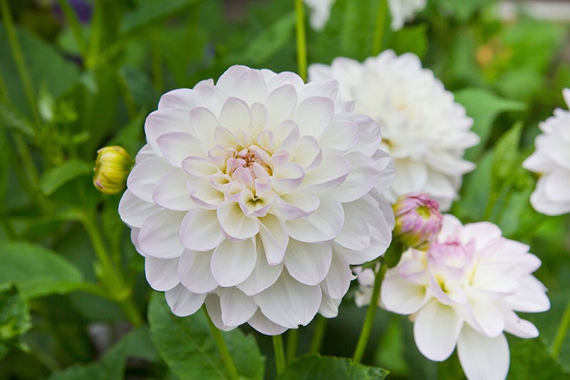 Dahlia Eveline