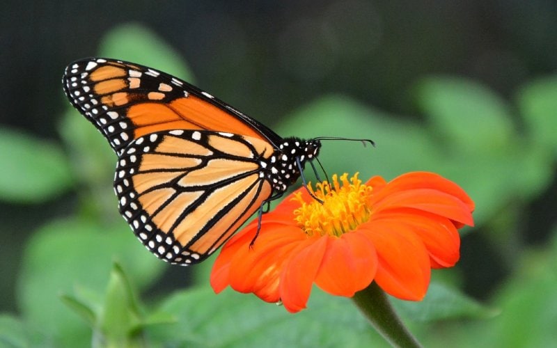 Danaus plexippus or Monarch Butterfly