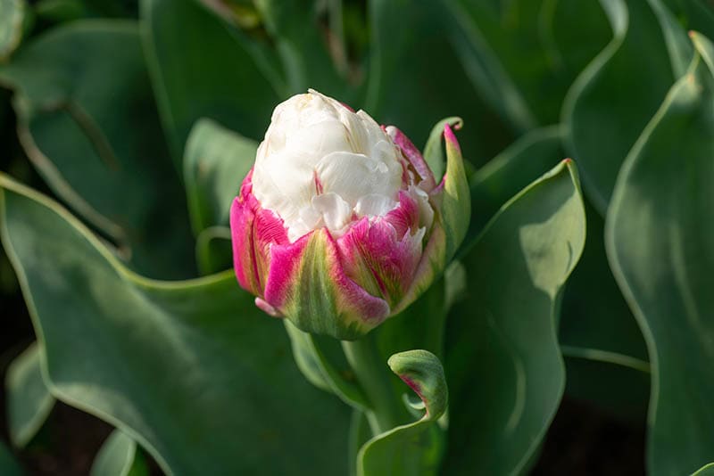 double ice cream tulip