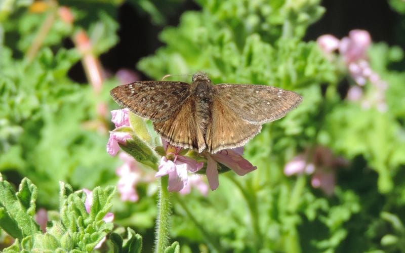Erynnis horatius or Horace’s Duskywing butterfly