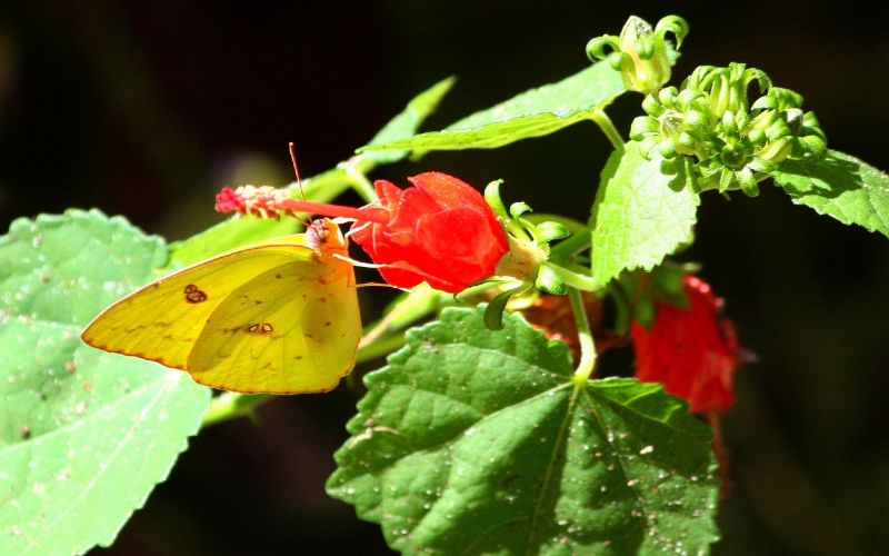 Eurema lisa, also known as little yellow or little sulphur butterfly