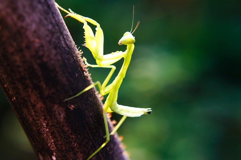 European praying mantis on a wooden stalk