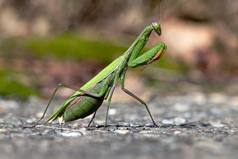 European praying mantis on the ground