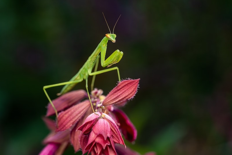European praying mantis sitting on top of a flower