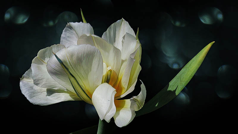 Fosteriana Tulip