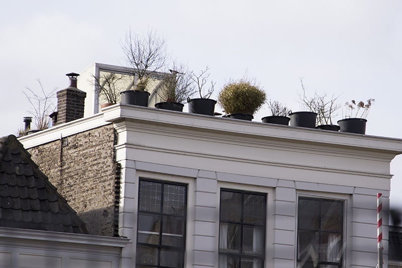 rooftop-gardens-advantages-and-disadvantages-2024-guide-house-grail