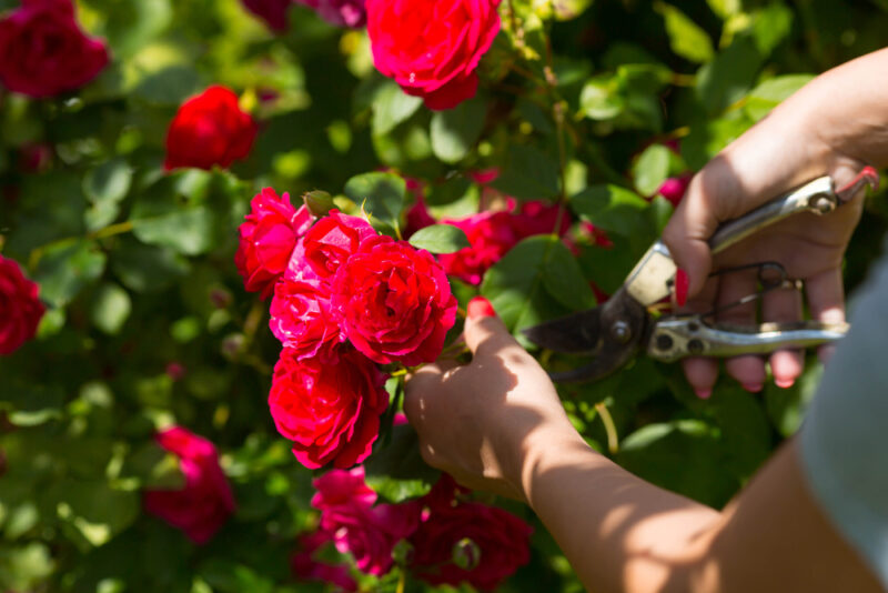 Gardener hands with pruner removing dry flowers on rose bush