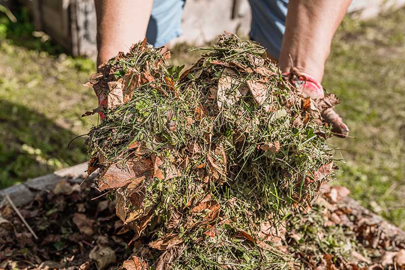 Las manos del jardinero sostienen mantillo de compost