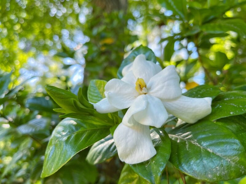 Gardenia jasminoides