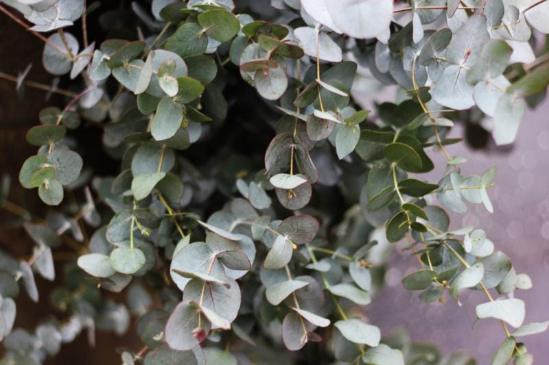 Gray Eucalyptus gunnii