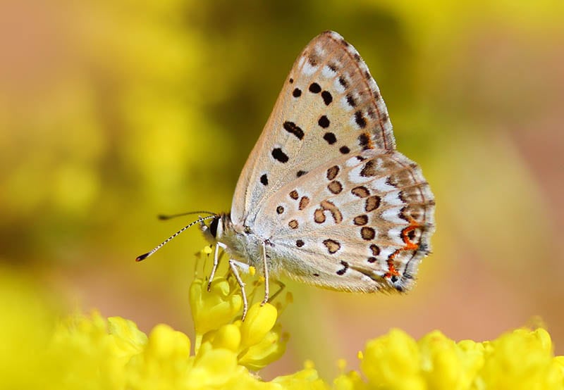 Great Copper Butterfly on a Yellow Flower