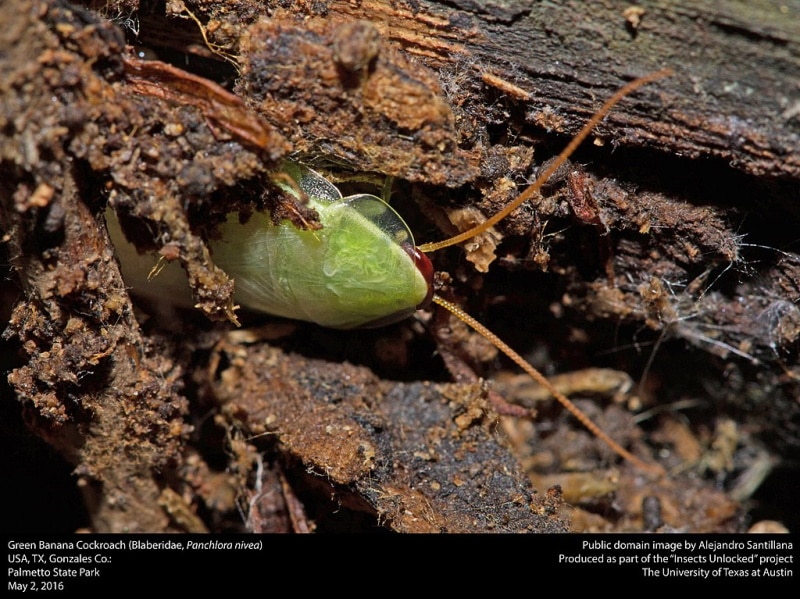 Green Banana Cockroach (Blaberidae Panchlora nivae)