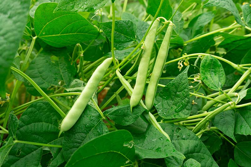 5 Best Companion Plants for Peas (With Pictures) | House Grail