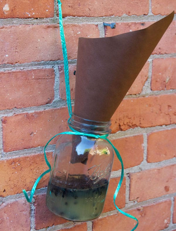 8 Clever And Creative DIY Outdoor Fly Traps With Pictures House Grail   Homemade Fly Trap For Outdoors 