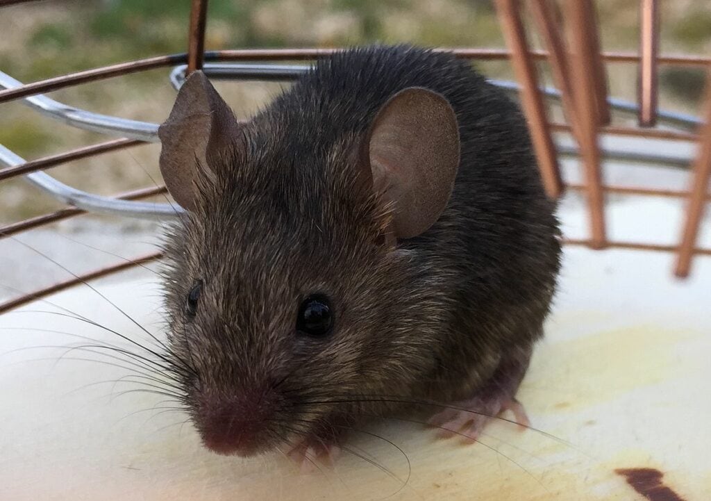 Ratón doméstico 2
