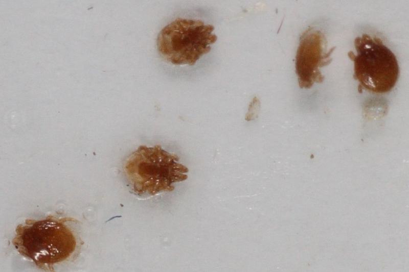Mouse Tick (Ixodes muris)