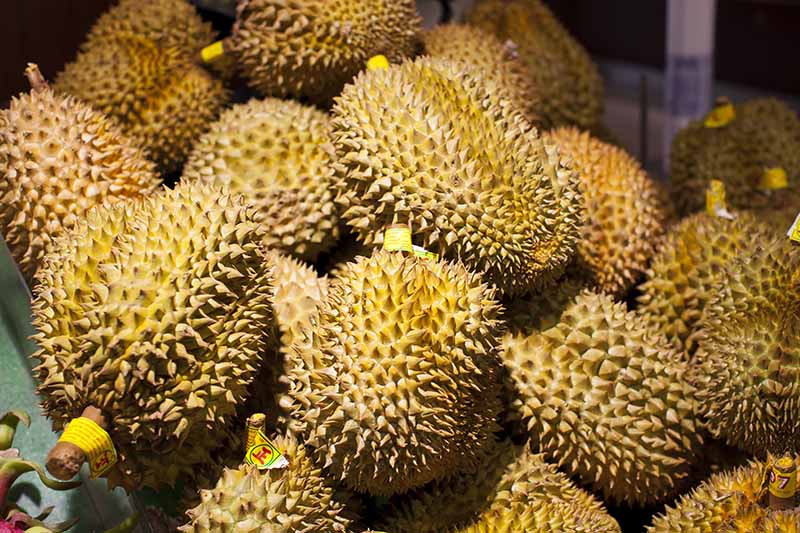 Large jack fruit and golden pillow durian with large spikes at market