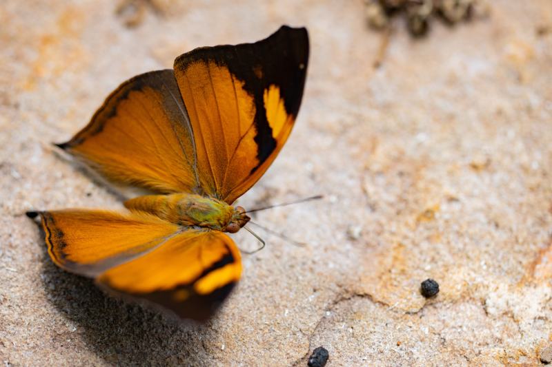 Cabbage White Butterfly - The Australian Museum