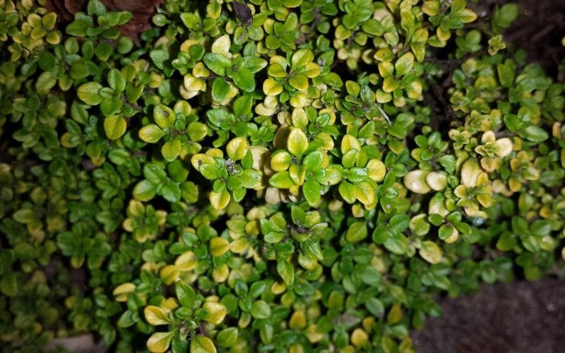 Lemon Thyme