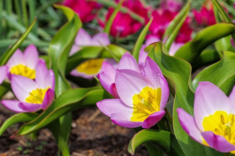 Lilac wonder tulip