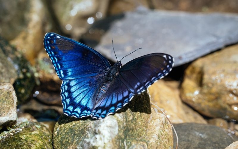 Limenitis arthemis or Red-spotted Purple Admiral butterfly