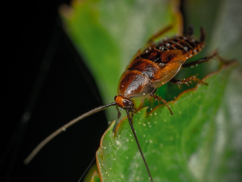 Lobster cockroach on a leaf