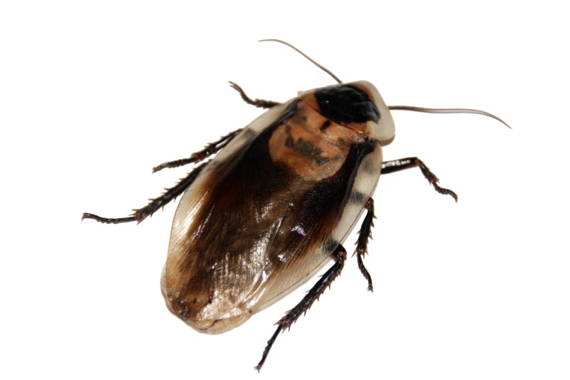 Madeira cockroach on white background