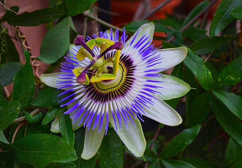 Maypop