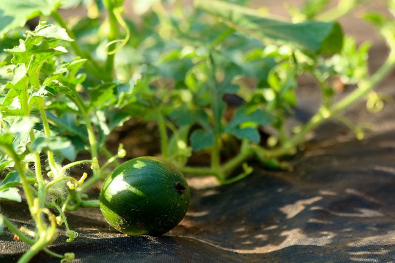 Melon plant